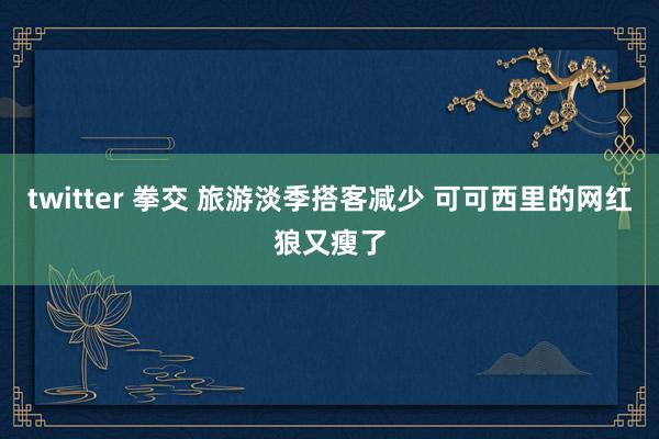 twitter 拳交 旅游淡季搭客减少 可可西里的网红狼又瘦了